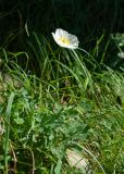 Papaver nudicaule ssp. gracile