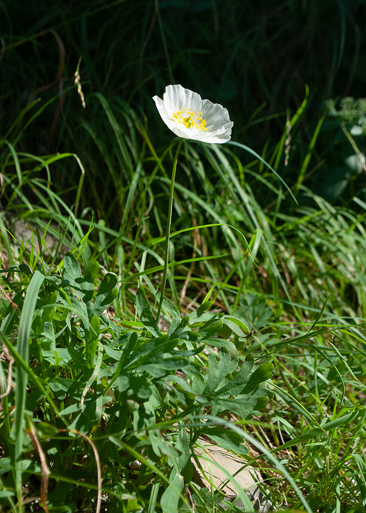 Изображение особи Papaver nudicaule ssp. gracile.