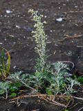 Artemisia stelleriana