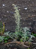 Artemisia stelleriana. Цветущее растение. Курильские о-ва, о-в Кунашир, бухта Головнина, песчаный пляж. 18.08.2022.