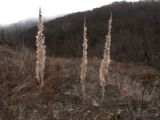 Calamagrostis pseudophragmites. Соплодия. Краснодарский край, м/о г. Новороссийск, восточный отрог горы Сахарная Голова, ≈ 300 м н.у.м., мелкощебнистый склон горы, сложенный ожелезнённым слабокарбонатным песчаником. 03.01.2018.