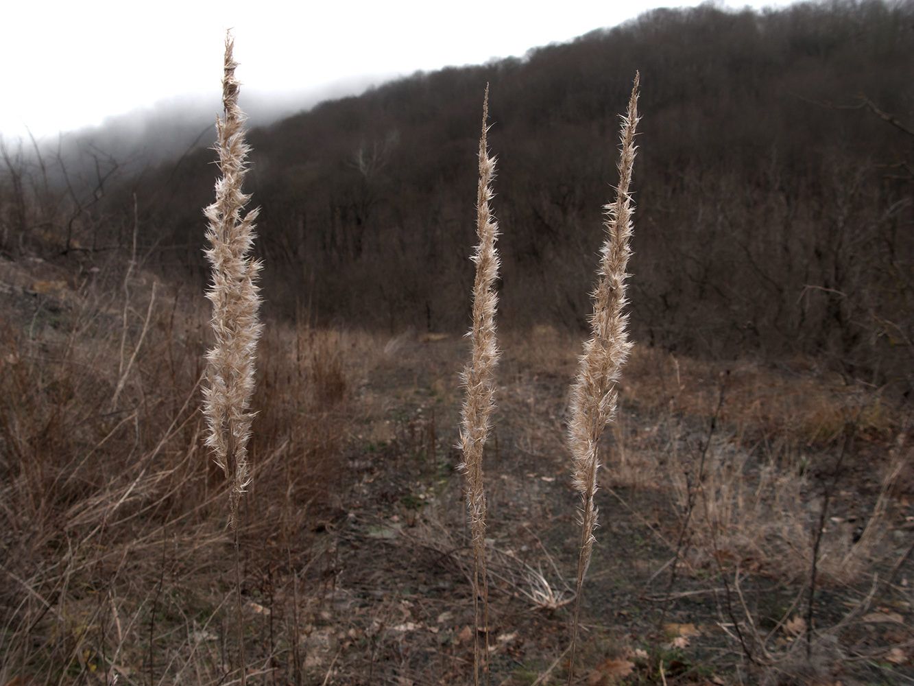 Изображение особи Calamagrostis pseudophragmites.