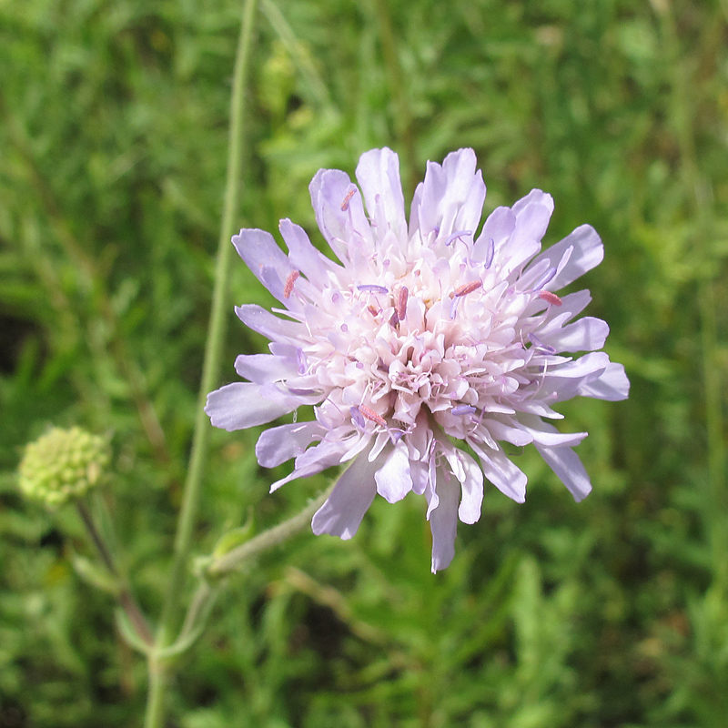 Image of Knautia arvensis specimen.