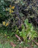 Inula macrophylla. Цветущее растение. Киргизия, Джалал-Абадская обл., Западный Тянь-Шань, долина р. Афлатун, ≈ 1300 м н.у.м., прибрежные заросли кустарников. 11.07.2022.