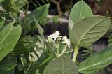 Calotropis gigantea