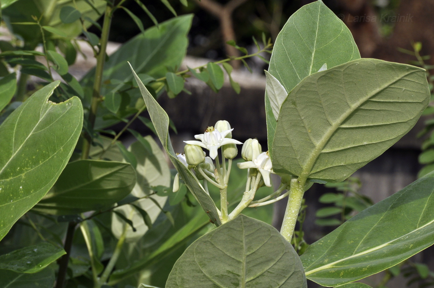 Image of Calotropis gigantea specimen.
