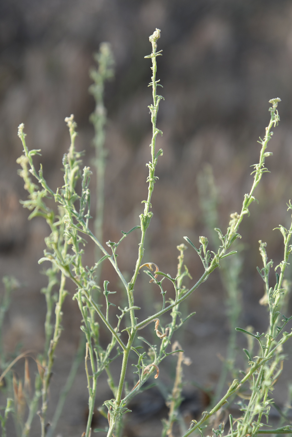 Image of Tetracme recurvata specimen.