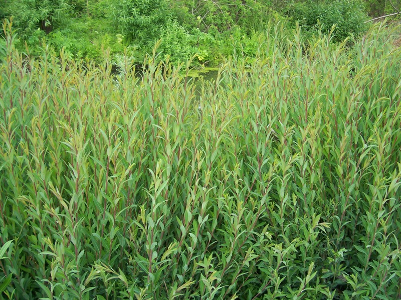 Image of Salix vinogradovii specimen.