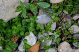 Veronica beccabunga ssp. muscosa