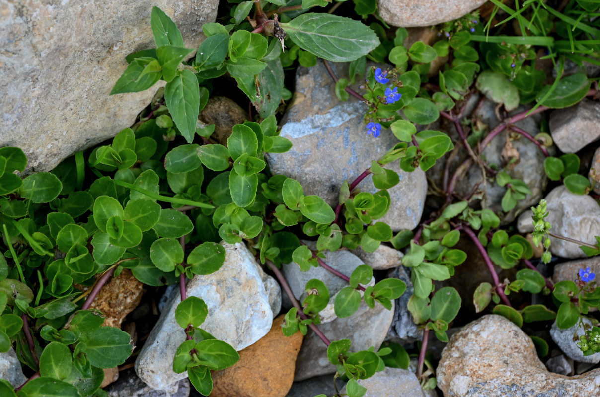 Изображение особи Veronica beccabunga ssp. muscosa.