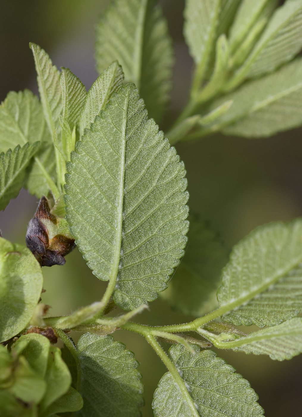 Image of Ulmus minor specimen.