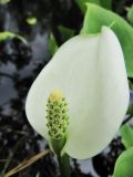 Calla palustris