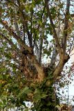 genus Platanus