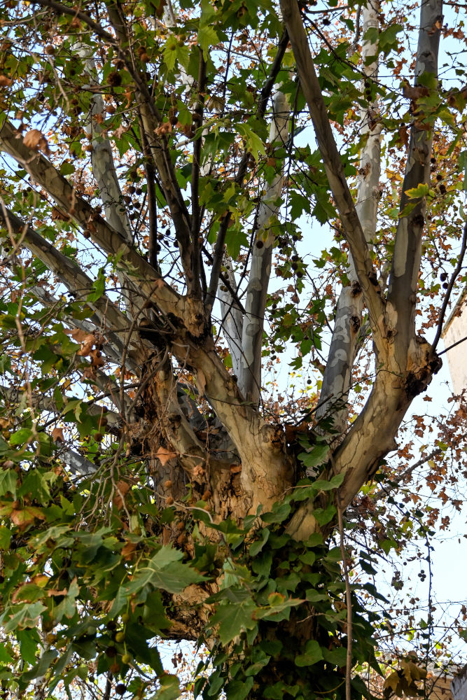 Image of genus Platanus specimen.