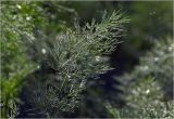 Anethum graveolens