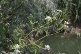 Sium sisaroideum