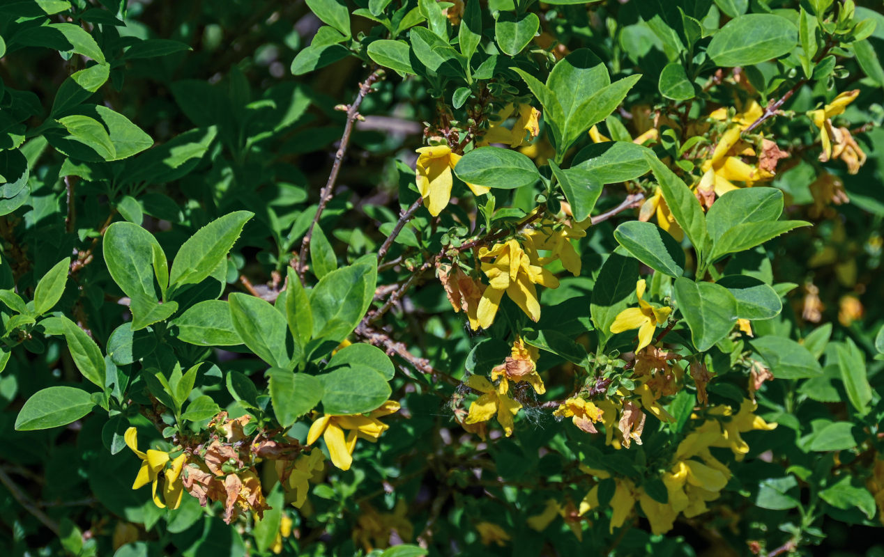 Image of Forsythia × intermedia specimen.