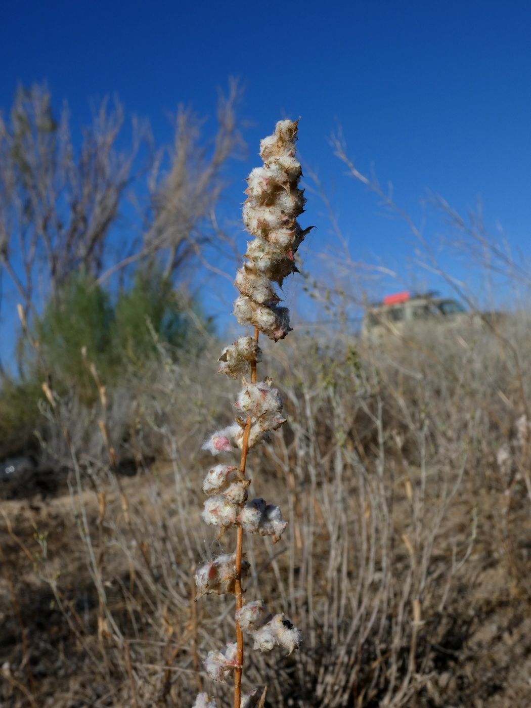 Image of Bassia prostrata specimen.
