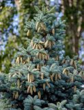 Picea pungens f. glauca