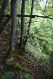 Tilia cordata