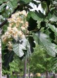 Sorbus intermedia. Ветвь с соцветием. Псков. 20.06.2006.