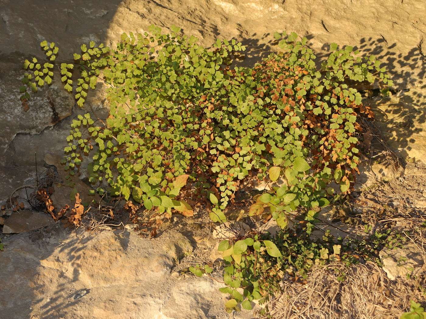 Image of Adiantum capillus-veneris specimen.