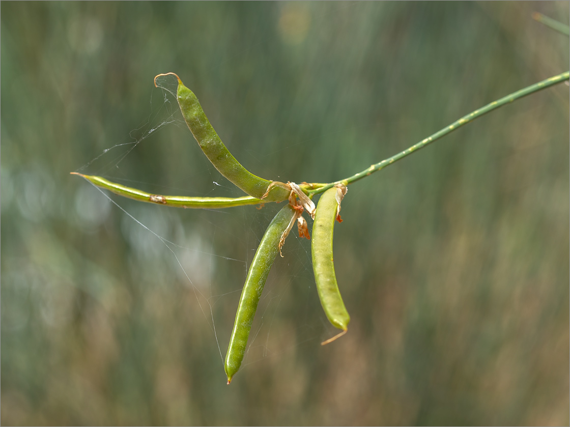 Image of Spartium junceum specimen.