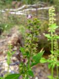 Mosla dianthera