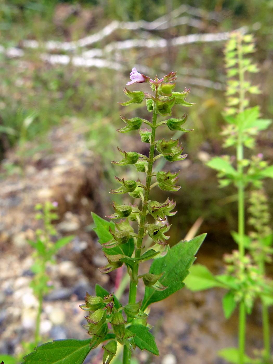 Изображение особи Mosla dianthera.