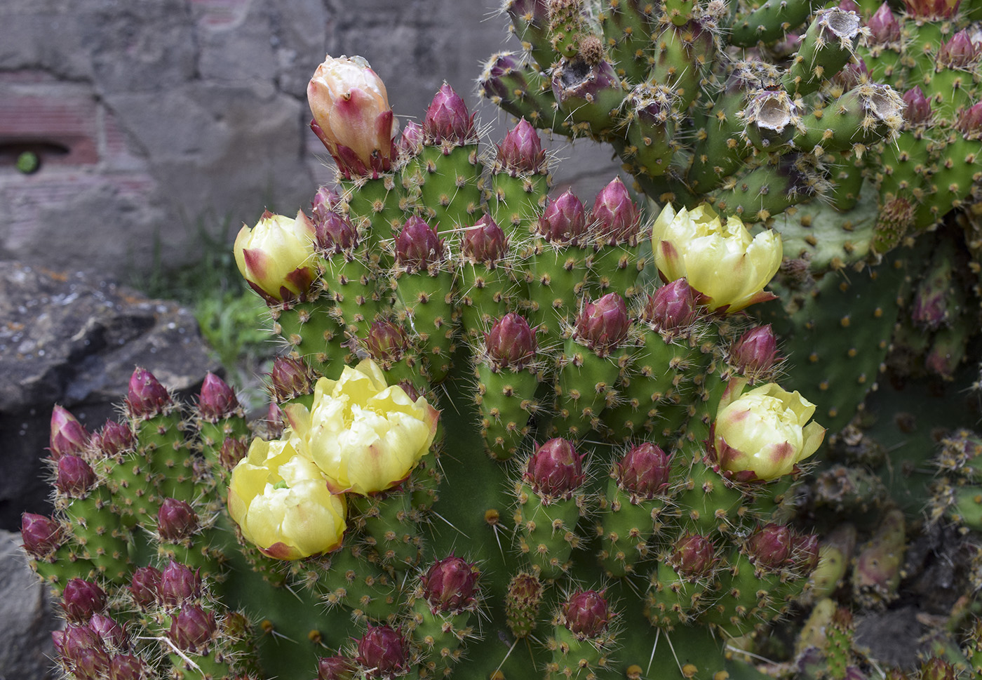 Image of Opuntia puberula specimen.