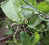 Lathyrus ochrus. Верхушка листа. Израиль, г. Кирьят-Оно, пустырь. 19.02.2011.