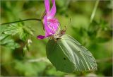 Geranium palustre. Цветок с кормящейся бабочкой Gonepteryx rhamni. Московская обл., Раменский р-н, окр. ж.-д. платформы Хрипань, просека в смешанном лесу. 02.08.2003.