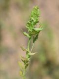 Aethionema carneum