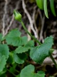 Doronicum orientale. Верхушка побега с соцветием на стадии бутонизации. Краснодарский край, Сочи, Хостинский р-н, Агурское ущ., широколиственный лес. 14.03.2025.
