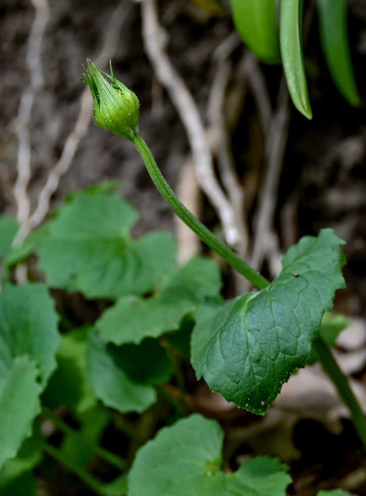 Image of Doronicum orientale specimen.