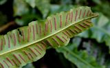 Phyllitis scolopendrium