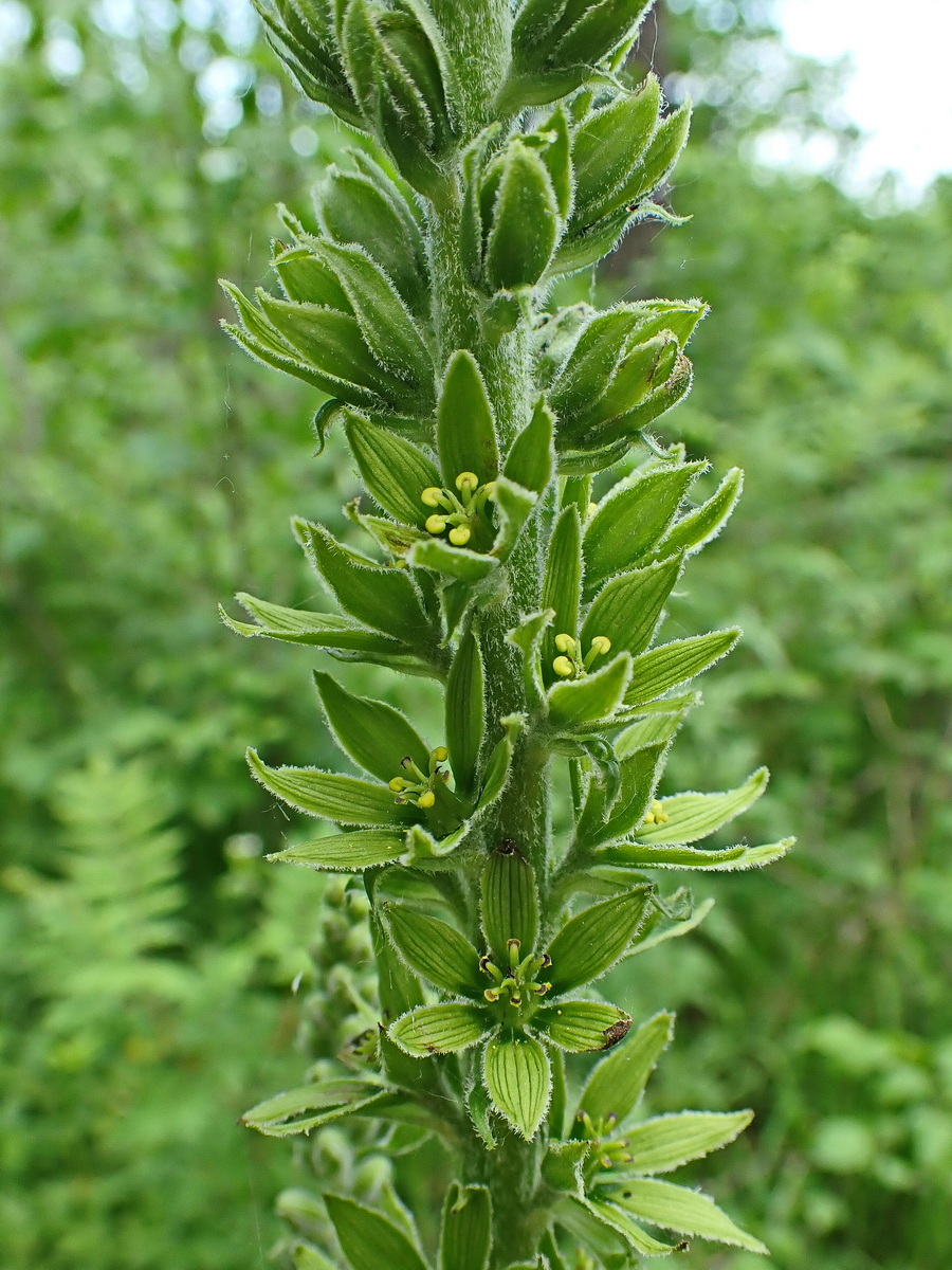 Изображение особи Veratrum dolichopetalum.