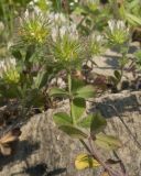 Trifolium lappaceum. Верхушки отцветающих растений. Краснодарский край, Крымский р-н, окр. станицы Неберджаевская, ур. Темрючки, у небольшого постоянного озерка на дне заброшенного карьера, на обломках мергеля. 06.06.2025.