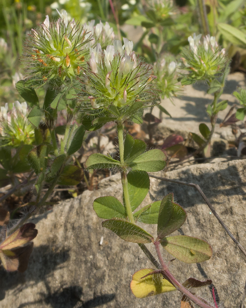 Image of Trifolium lappaceum specimen.