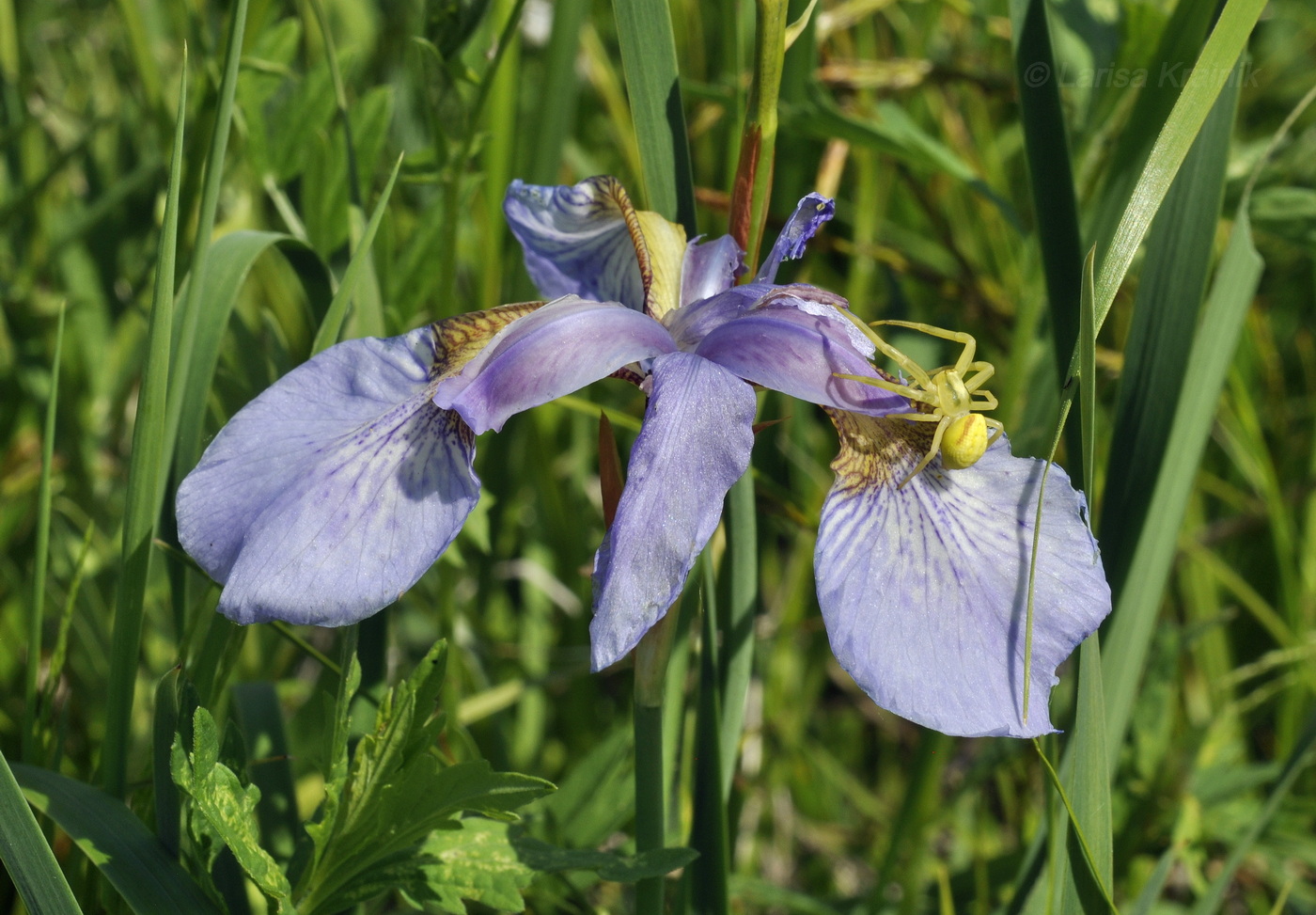 Image of Iris sanguinea specimen.