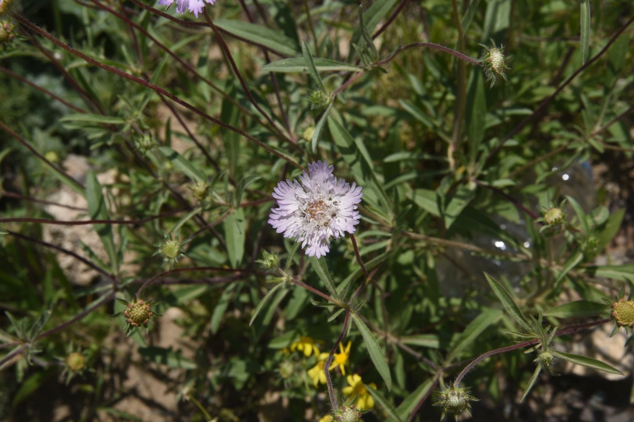 Image of Lomelosia calocephala specimen.