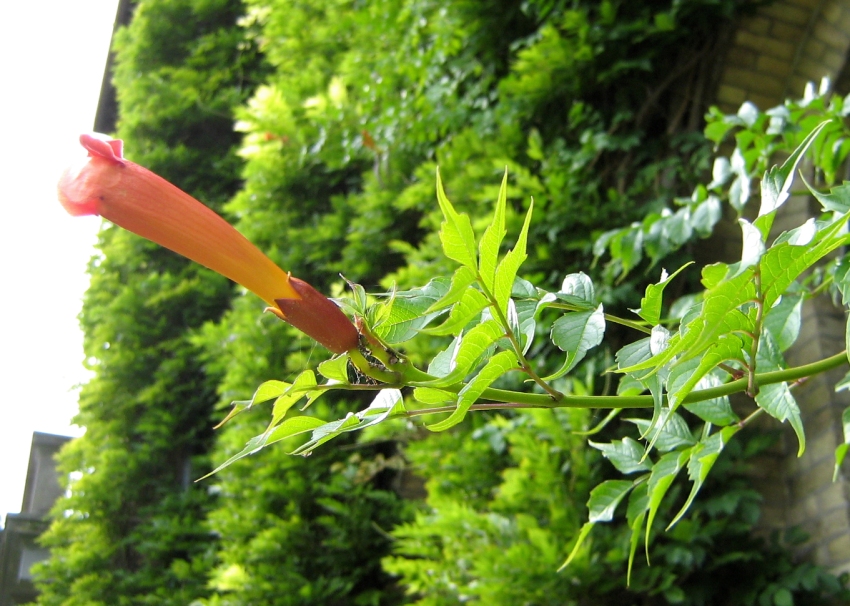 Изображение особи Campsis radicans.