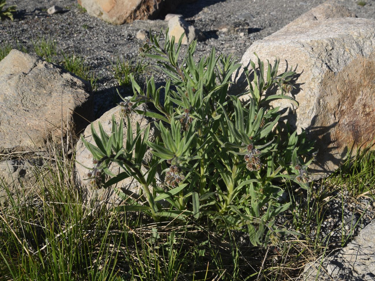 Image of familia Boraginaceae specimen.