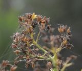 Thalictrum lucidum