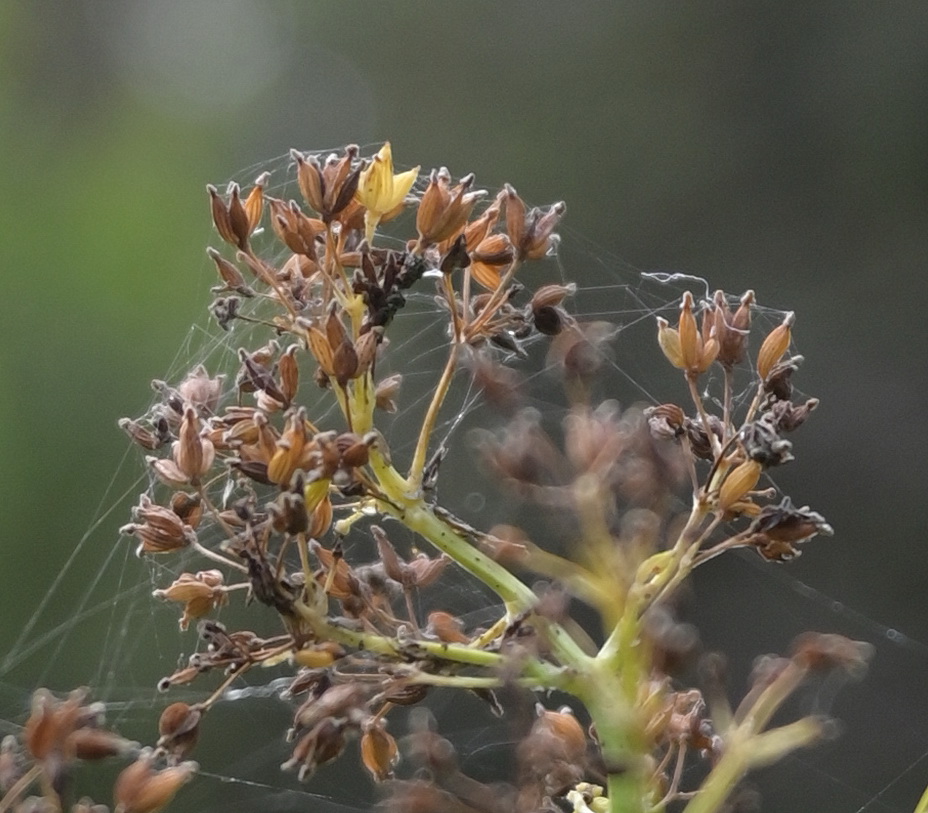 Изображение особи Thalictrum lucidum.