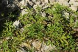 Potentilla reptans. Плодоносящие растения. Псковская обл., Псковский р-н, окр. погоста Выбуты, берег р. Великая, на известняке у подошвы обрыва. 02.08.2025.