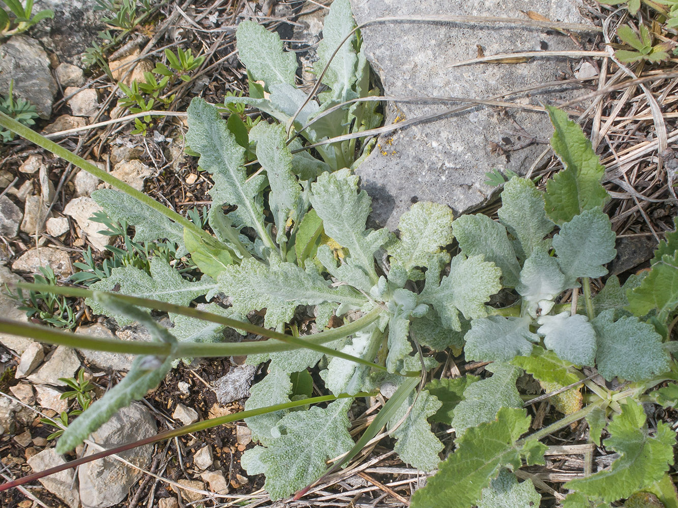 Image of Salvia canescens specimen.