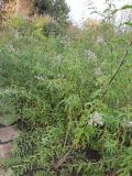 Aloysia citriodora