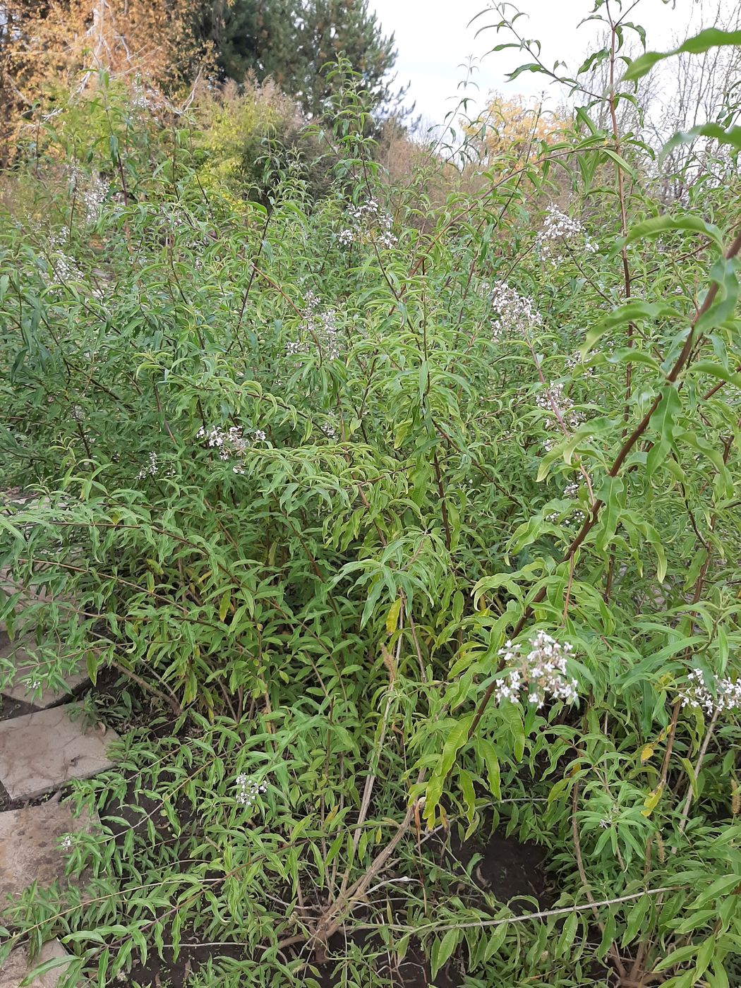 Изображение особи Aloysia citriodora.