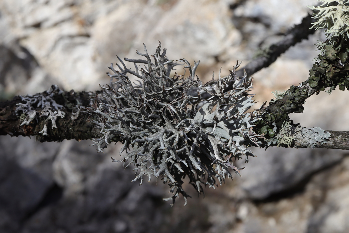 Изображение особи Pseudevernia furfuracea.